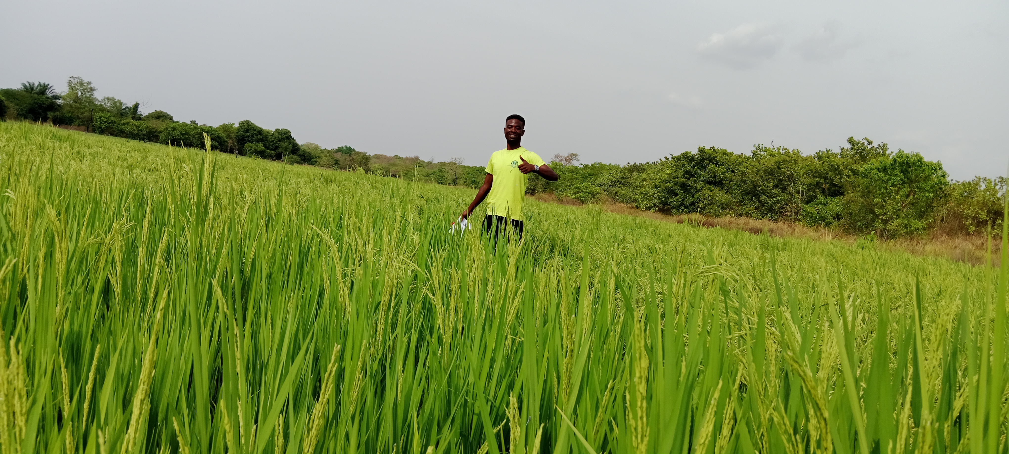 Agriculture landscape background